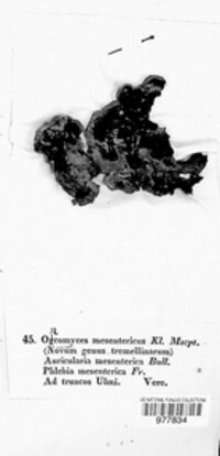 Oncomyces mesenterica image